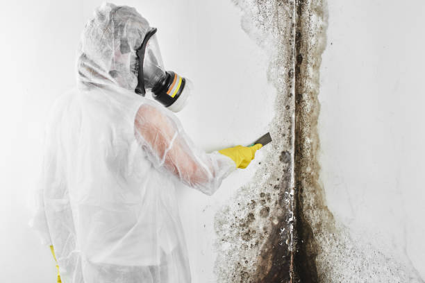 Best Best Mold Removal Companies  in Jacinto City, TX