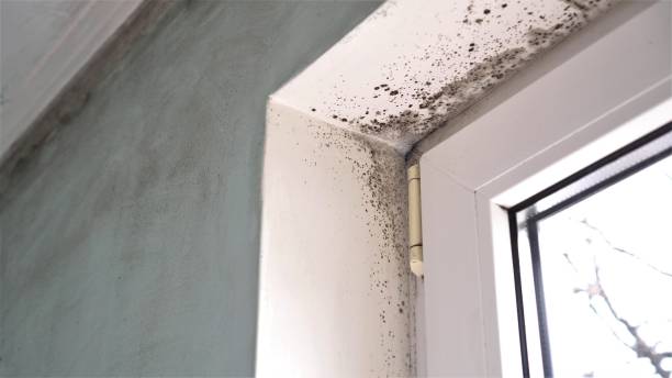 Best Commercial Mold Removal  in Jacinto City, TX