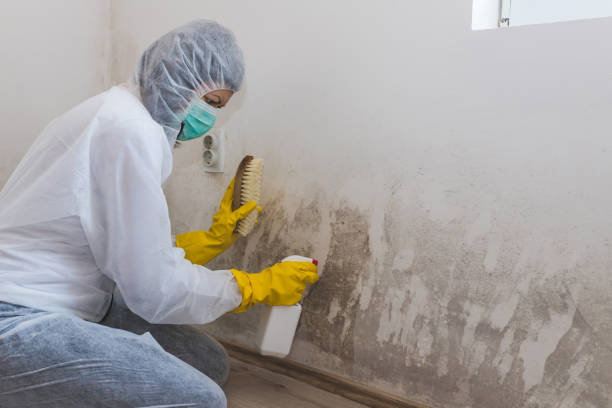 Best Certified Mold Removal  in Jacinto City, TX