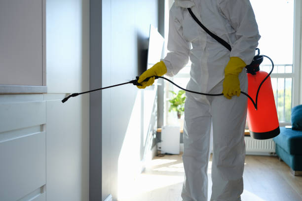 Best Mold Remediation Experts  in Jacinto City, TX