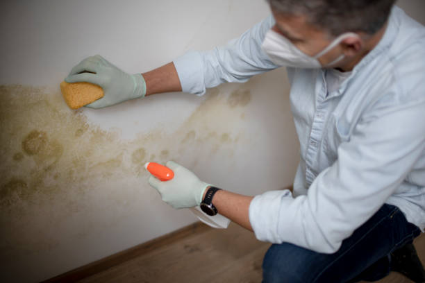 Mold Testing and Removal in Jacinto City, TX