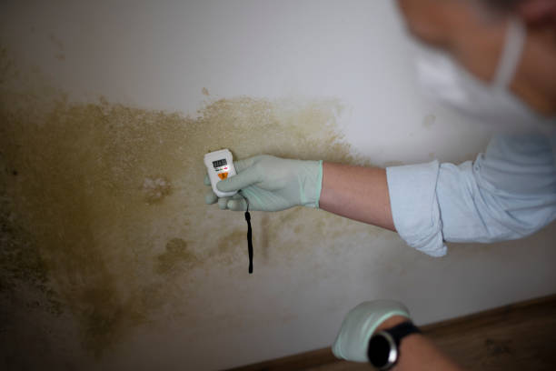 Home Mold Removal in Jacinto City, TX