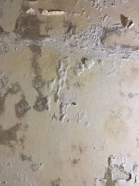 Best Residential Mold Removal  in Jacinto City, TX