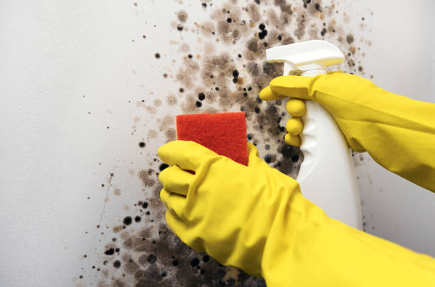 Best Mold Cleaning Services  in Jacinto City, TX