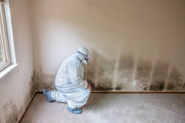 Best Toxic Mold Removal  in Jacinto City, TX