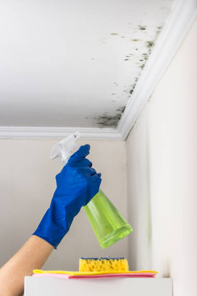 Best Crawl Space Mold Removal  in Jacinto City, TX