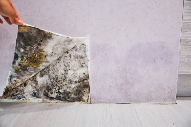Best Commercial Mold Removal  in Jacinto City, TX
